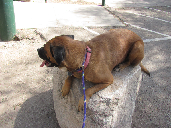 Dog participating in a group training webinar