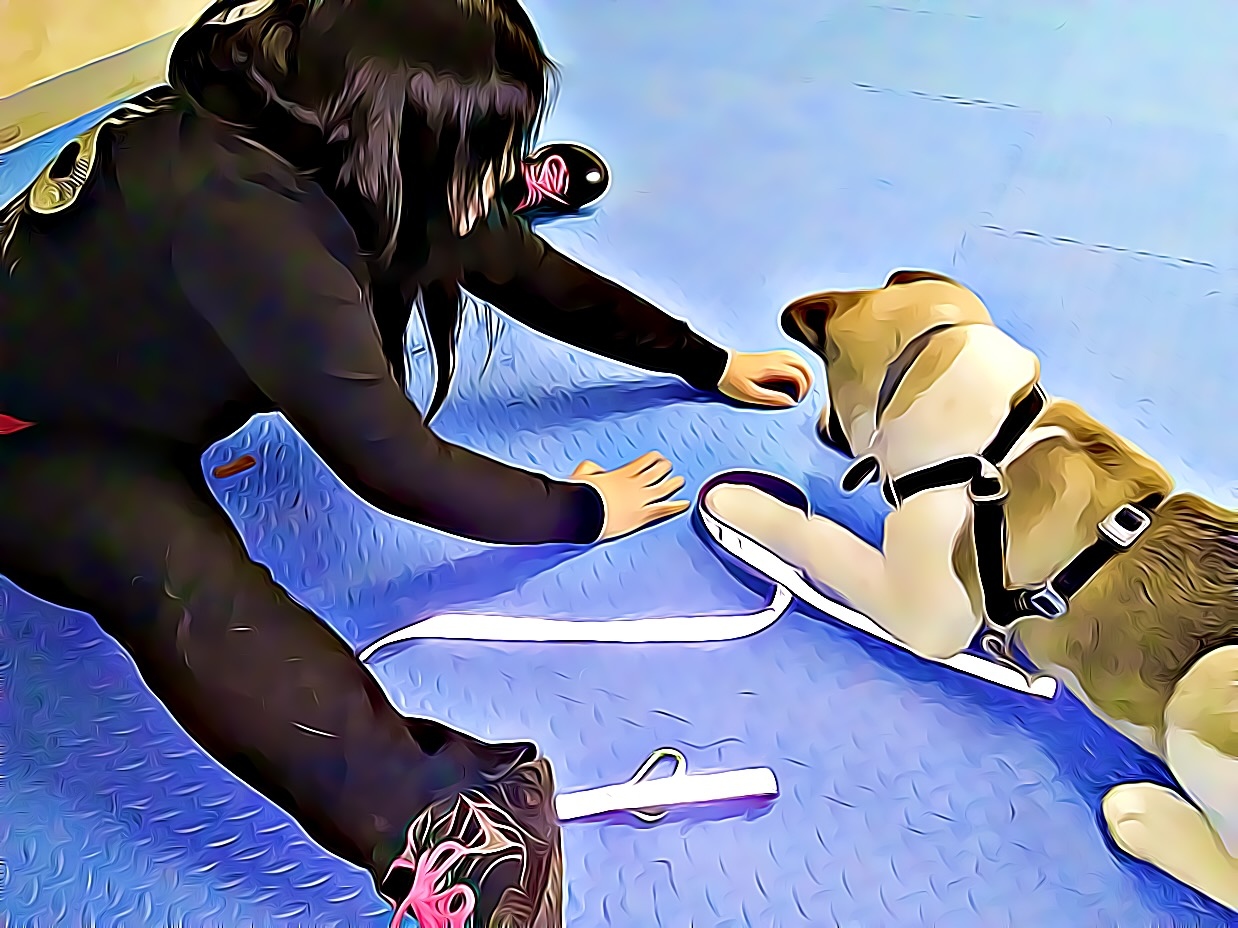 Dog demonstrating a GameCraft training game