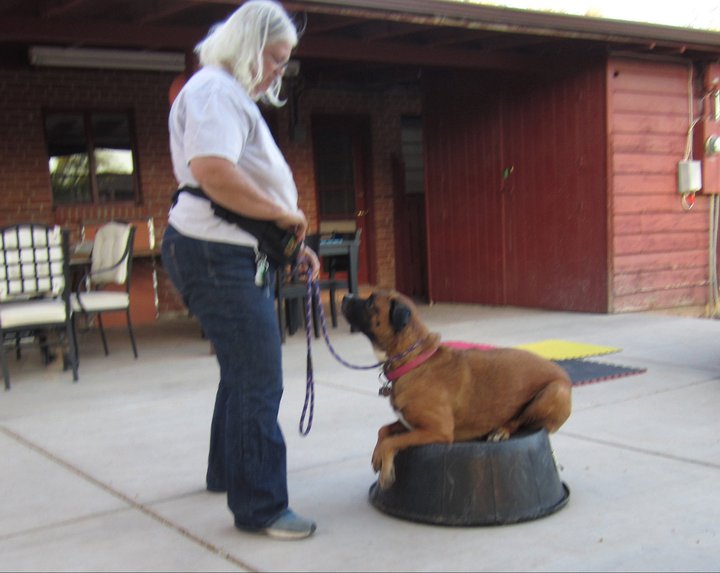 Jamie Robinson training a dog outdoors