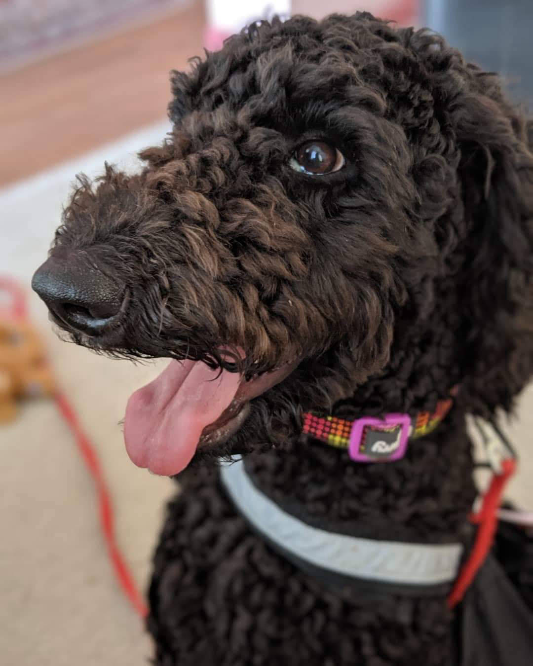 Service dog in training on a leash